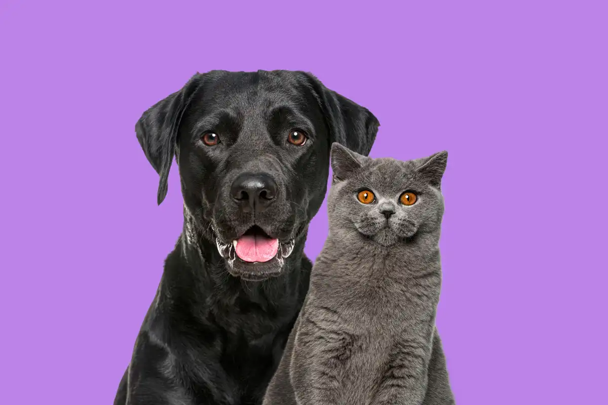Imagem de um labrador preto com a língua de fora ao lado de um gato cinza com olhos marrons, ambos sentados, com o fundo da imagem em roxo.
