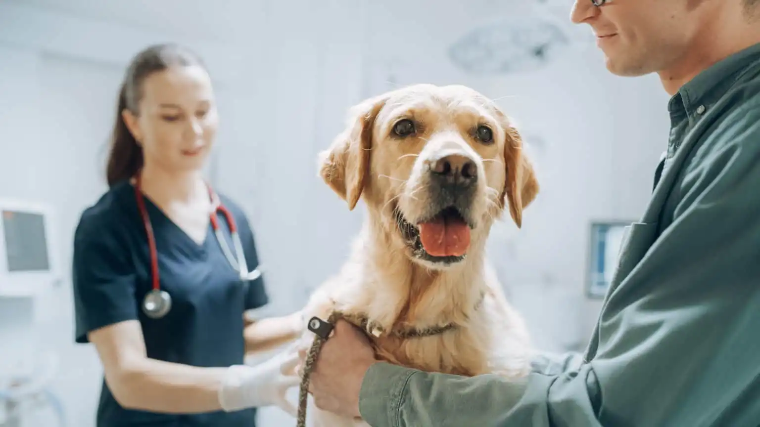 Cachorro labrador sendo atendido em uma clínica veterinária
